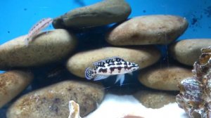 Цихлидник (55 литров)