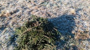 Укрываем бамбук на зиму