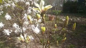 Магнолии звёздчатые в Ленинградской области! Magnolia stellata и magnolia stellata "Alixeed"