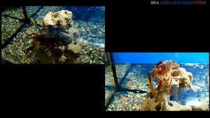 Красный флоридский болотный рак.