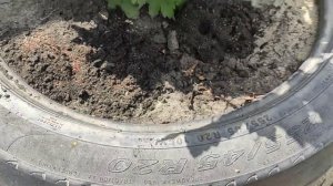 КАК ИЗБАВИТЬСЯ ОТ МУРАВЬЁВ?ВЕЛИКИЙ ВОИН!ТЕСТ НА ОТРАВУ ОТ МУРАВЬЁВ! ЧЕРЕЗ СКОЛЬКО ВРЕМЕНИ УЙДУТ