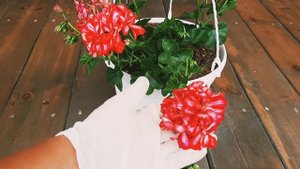 Обзор плющелистной пеларгонии  сорта " Мексика Руби". Черенок пеларгонии через два месяца;))