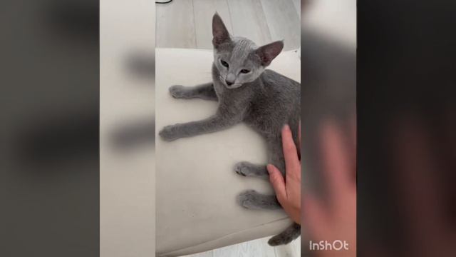 Котенок породы русская голубая.  питомник кошек Каптаун. Заводчик Ирина Тюрина