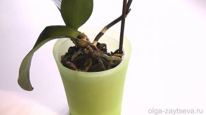 Орхидея без макушки