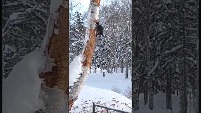 Дятел стучит клювом по дереву. И как его голова выдерживает такие удары об дерево. смотреть онлайн