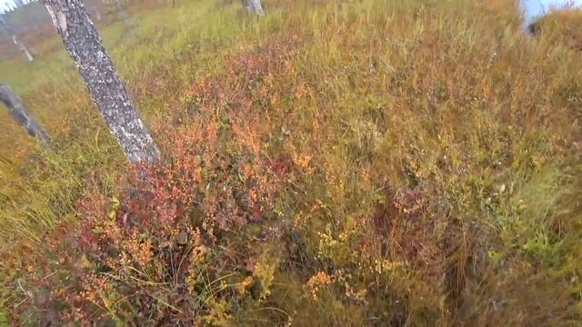 Жизнь на кордоне/прогулялись по лесу/рыбалка на лесном озере/4 часть смотреть онлайн