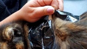 Жестокие подростки обмотали котёнка скотчем и натравливали на него злую собаку и хорьков