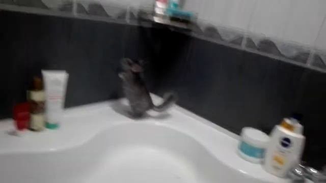 Купание шиншиллы