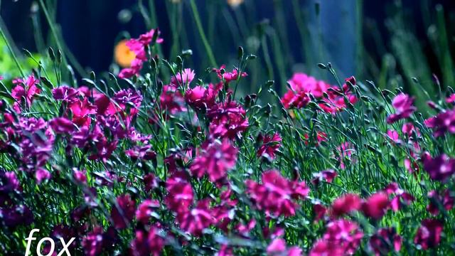 purple flowers смотреть онлайн