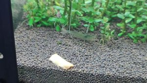 Часть 1. Кормим креветок морковью