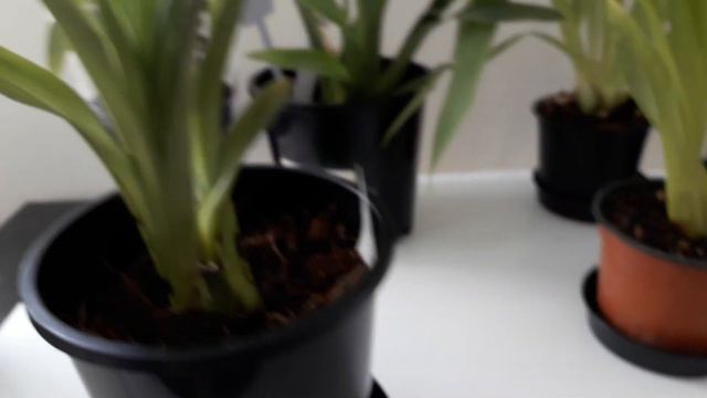 Miltoniopsis Orchid Drake Will 'Ruby Falls' & Others