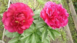 Пион  Олд Фейтфул (Paeonia Old Faithful