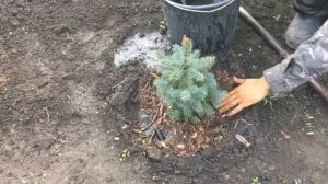 Как пересадить можжевельник? Пересадка хвойных из горшков в открытый грунт