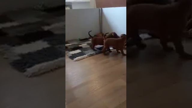 Родезийский риджбек, щенки питомника Moyo Savannah