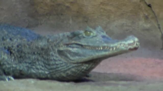 Экзотариум.МИНСК.ЗООПАРК.ЖИВОТНЫЕ : КРОКОДИЛ ЮА#14 смотреть онлайн