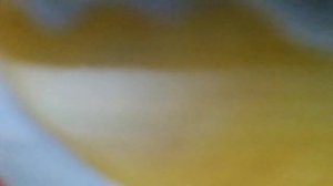 Песня сорняков(Нас нигде ни сеяли ни жали. Хлеборобы нас не уважали(м/ф "Чудесница")наброски)