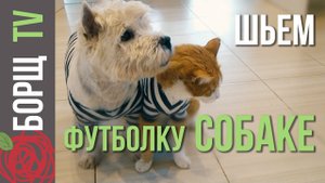Одежда для собак из старых вещей | Как сшить одежду для собак своими руками