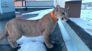 На крыше дома моего)