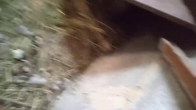 Курица наседка типа. Курица не насиживает что делать? смотреть онлайн