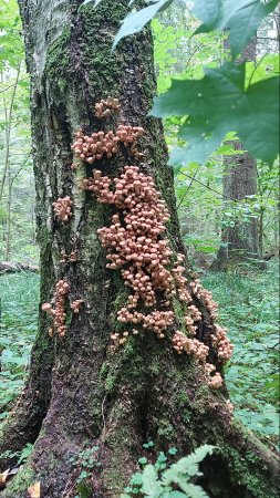 ❗️ОПЯТА ПРУТ В ПОДМОСКОВЬЕ 👉КРАСОТА 💯 УРОВНЯ! 🍄Грибы в Августе 2024🌳🌲