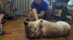 ПЫЛЕСОСИМ СОБАКУ