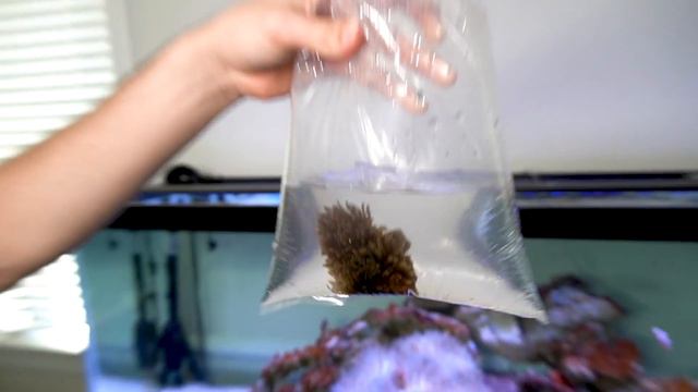 BUYING MORE ANEMONES for my Saltwater Aquarium! (clownfish) смотреть онлайн