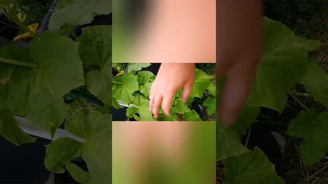 Первый опыт выращивания овощей в ведрах. смотреть онлайн