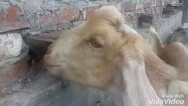 Козы поют :3 смотреть онлайн