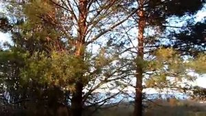 Природа России, осенний лес, Рыбинское море, красивое видео с музыкой, 17/10/2017