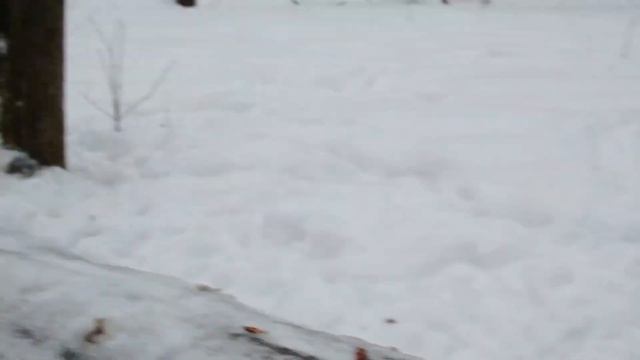 Белки близнецы, даже я не вижу разницы смотреть онлайн