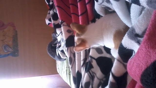 ФОТКИ И КАРТИНКИ🌹🐕🐩❤️🐾😜 смотреть онлайн