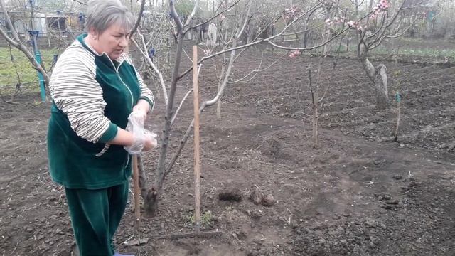 Пересаживаем клубнику и сеем зелень на участке. смотреть онлайн