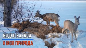Снято на фотоловушку #4