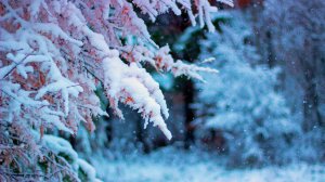 Заснеженный лес