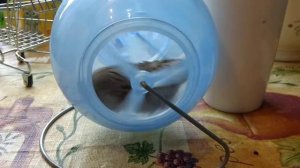 Хомки и тренировки.