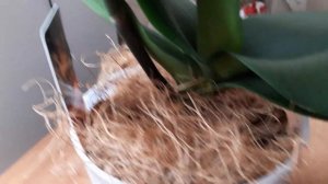 Результат полива орхидей монофосфатом  калия и японским удобрением,есть сдвиги