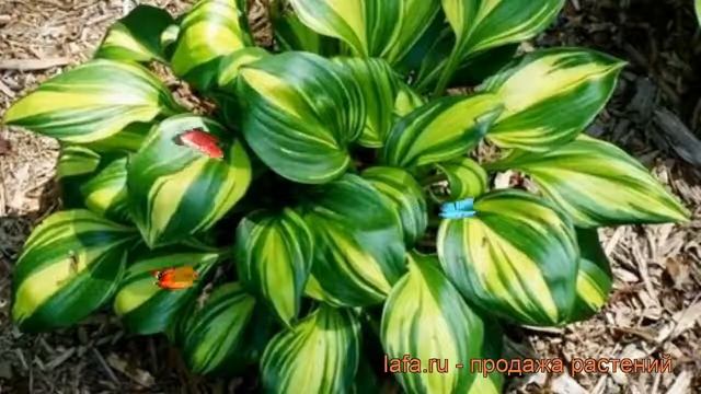 Хоста гибридная Рейнбоуз Энд (rainbows end) ? обзор: как сажать, рассада, саженцы хосты Рейнбоуз Эн смотреть онлайн
