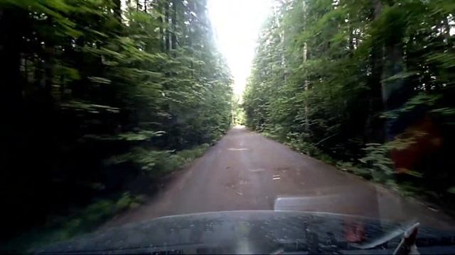 Дорога в лесу. Новая Москва - лесная дорога. Часть 1