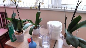 Орхидея От Валентины ЧТО С НЕЙ СЕЙЧАС / Меняю систему содержания - БЫСТРО СОХНУТ.