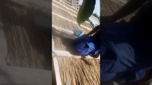 Утепляем крышу камышом.
