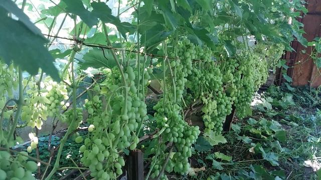 Виноградник после затяжных дождей. Осветление гроздей и профилактическая обработка. смотреть онлайн