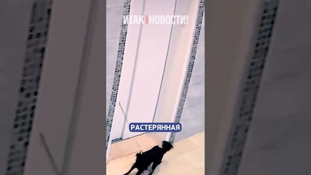 Полицейский спас маленькую собаку! | Итак, новости! смотреть онлайн