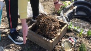 Что делать с ХРИЗАНТЕМОЙ после зимовки\ Хризантема мультифлора весной.