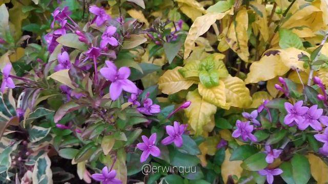 Pseuderanthemum Laxiflorum