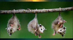 §30 "Особенности природы Австралии", География 7 класс ч.2, Домогацких