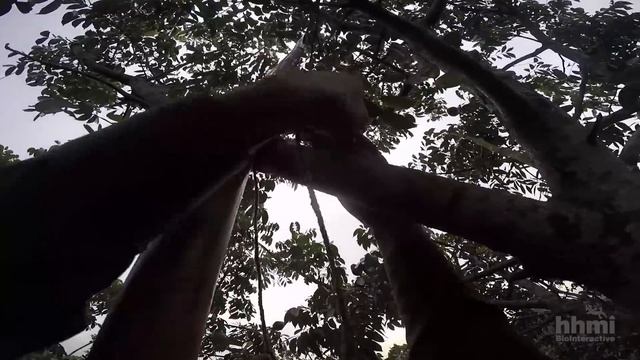Virus Hunter: Monitoring Nipah Virus in Bat Populations | HHMI BioInteractive Video