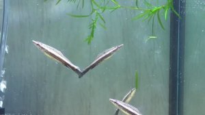 Пецилобрикон или рыбка -карандаш