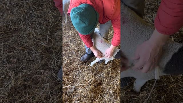 Дорпер,,,делаю капельницу смотреть онлайн