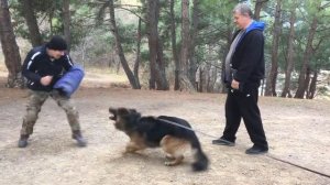 ЗКС. Немецкая овчарка, защита хозяина. Дрессировка собак в Ялте