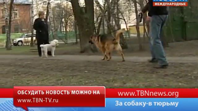 За собаку в тюрьму смотреть онлайн